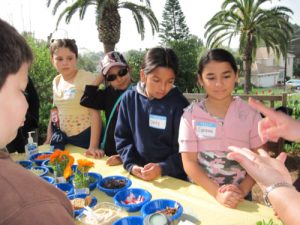 Olivewood Plant Sale