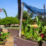 Adult Gardening Class - Garden Planning and Container Gardening