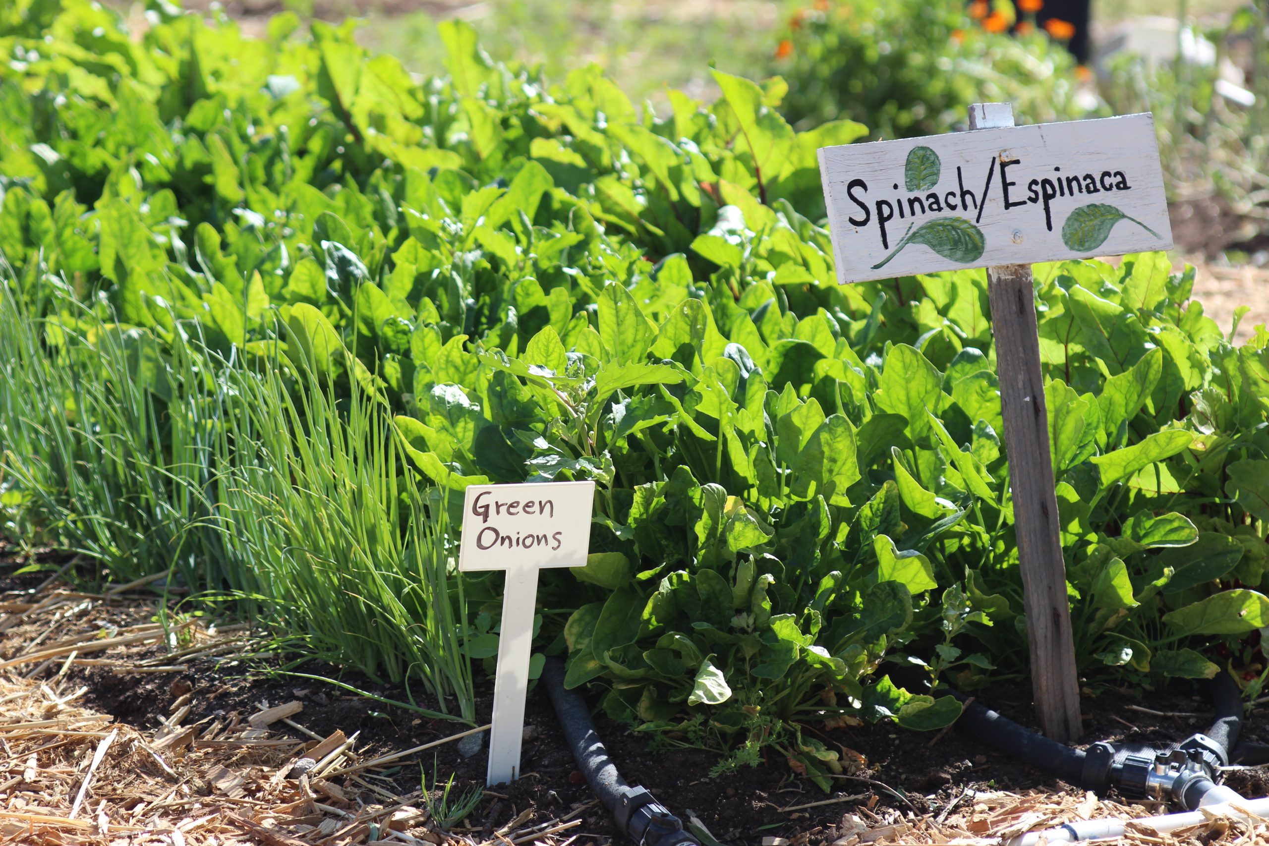 Garden Talks with Leonard!