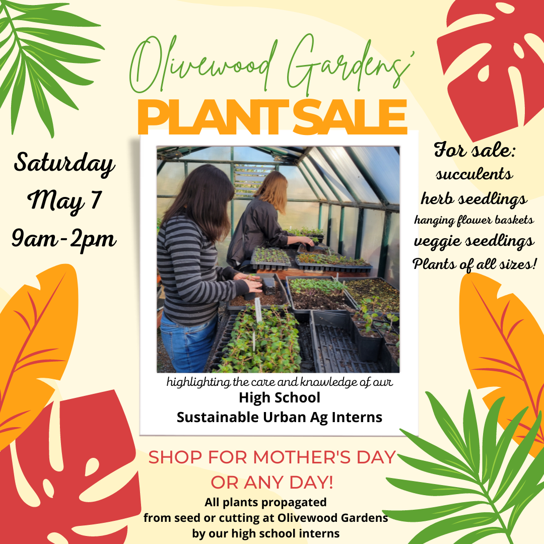 Olivewood Plant Sale!