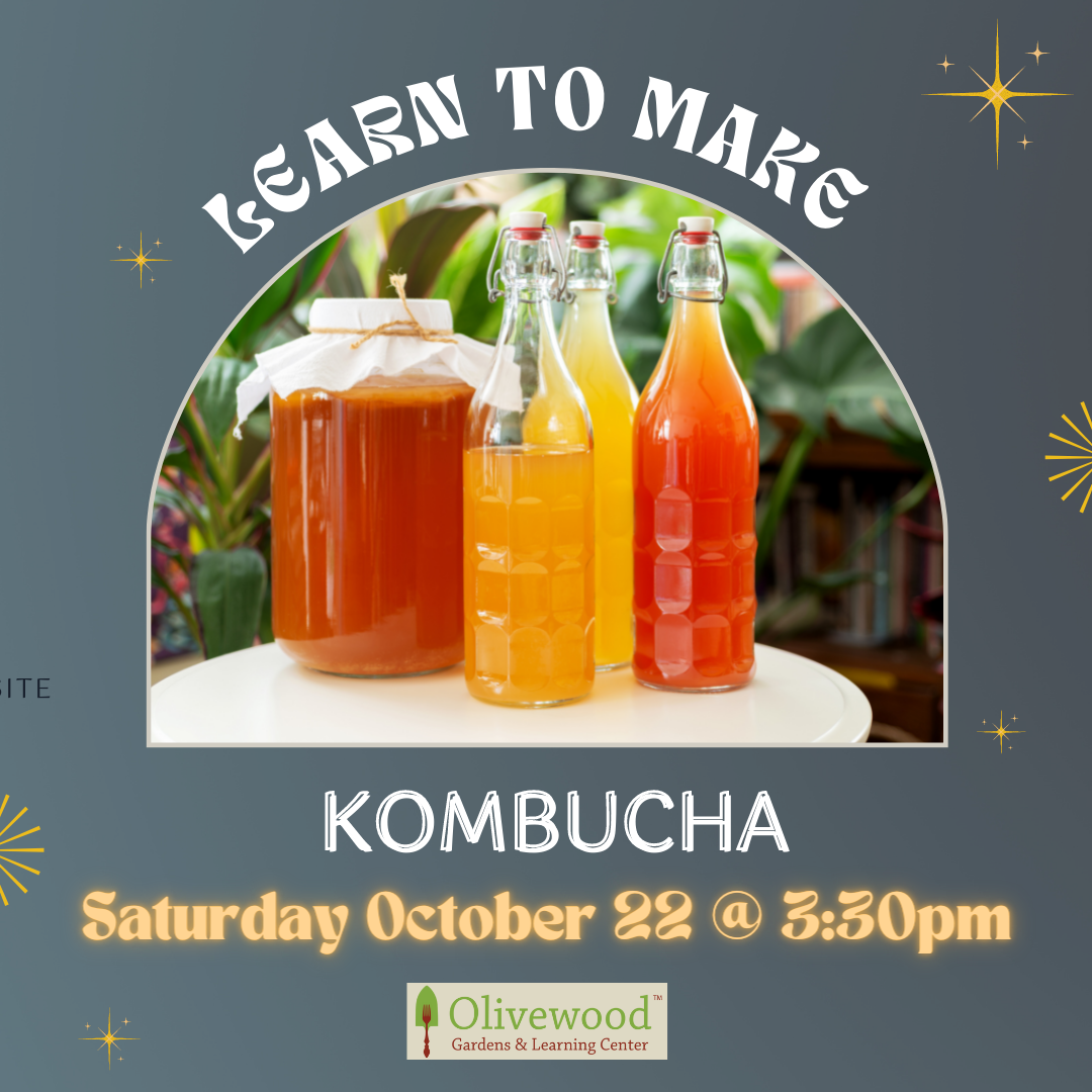 Learn to Make Kombucha! (SOLD OUT)